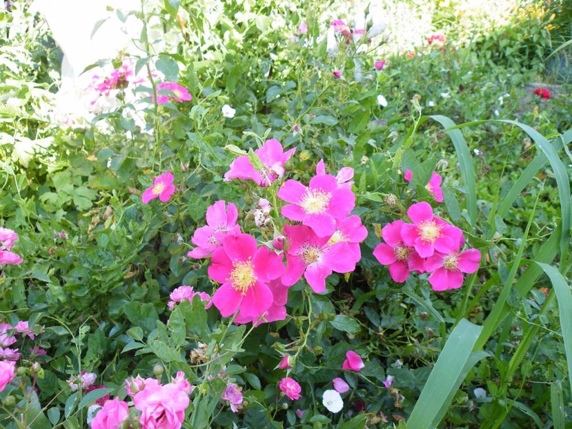  - LISTA CLIENTI NESERIOSI