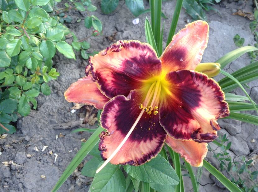 Exotic treasure - Hemerocallisi 2017