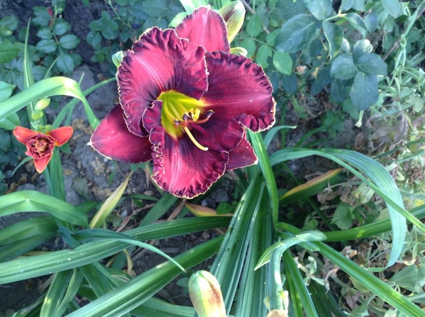 Berrylicious - Hemerocallisi 2017