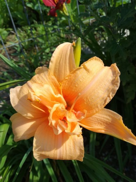  - Crini de tot felul 2017