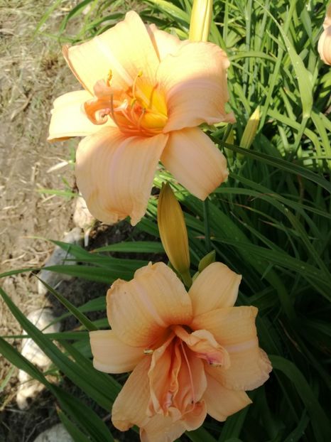  - Crini de tot felul 2017