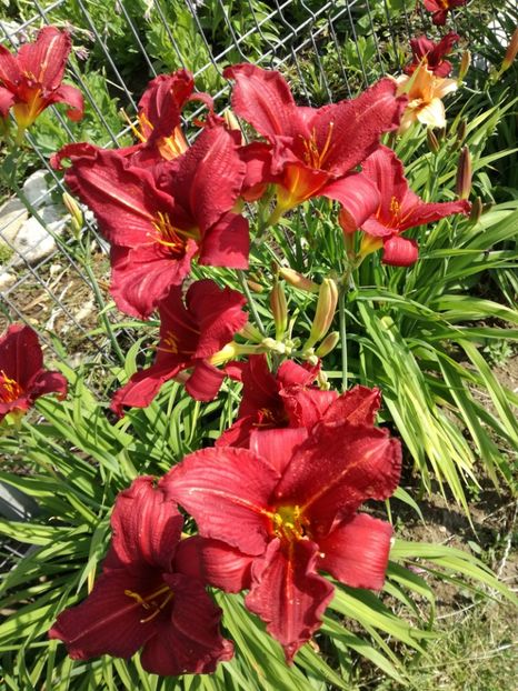  - Crini de tot felul 2017