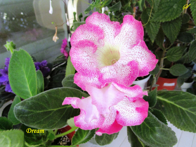 Dream(24-06-2017) - Gloxinii 2017