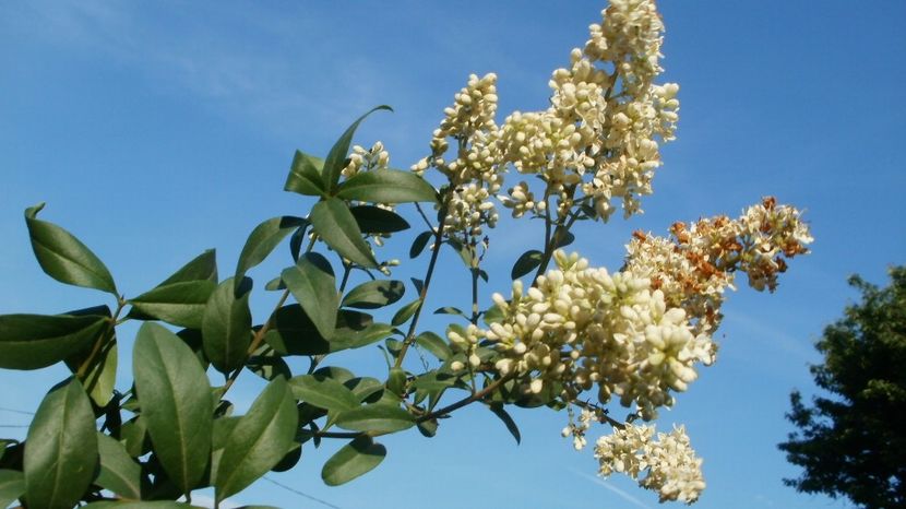 Lemn cainesc - Arbori si plante melifere
