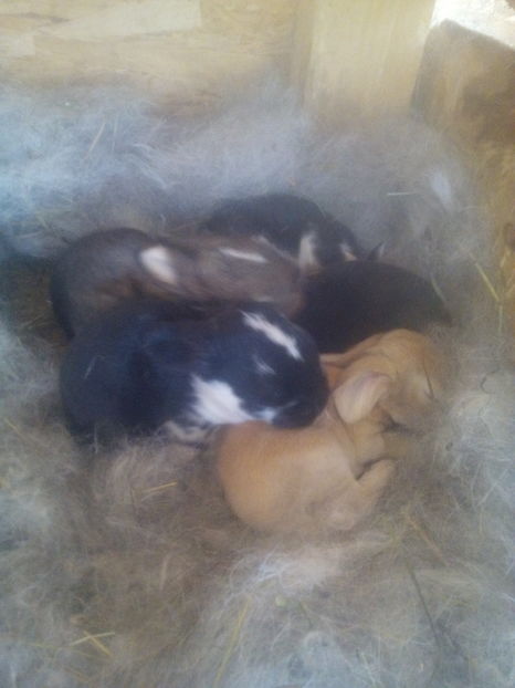  - Cuib din 15-06-2017