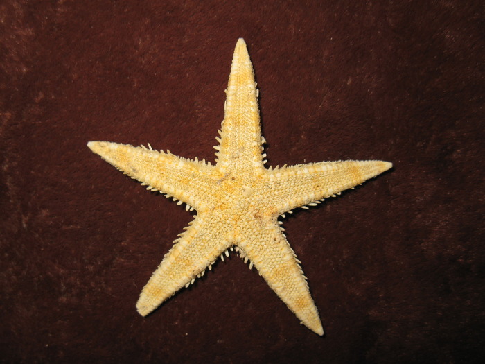 Asterias rubens - Arici si stele de mare
