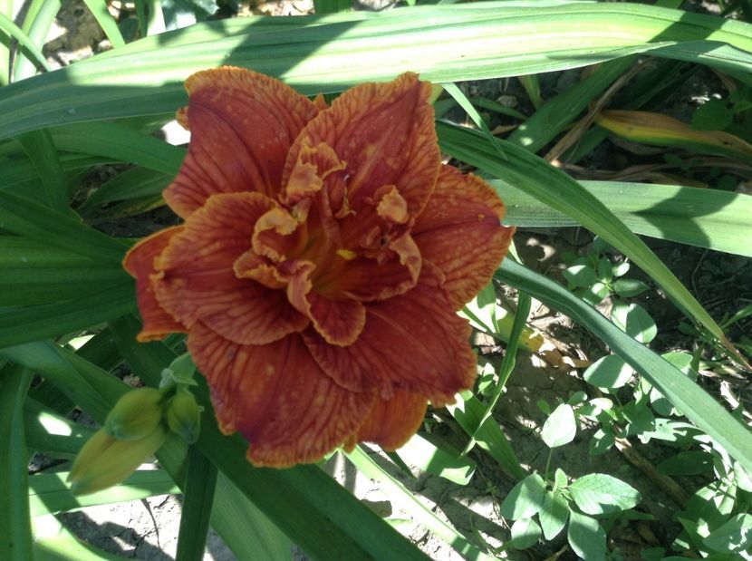 Paprika flame - Hemerocallisi 2017