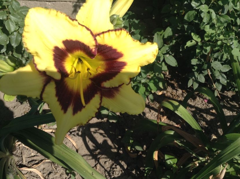 El desperado - Hemerocallisi 2017