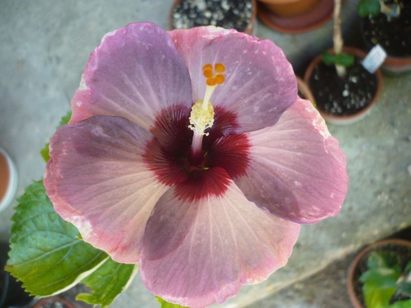 P1330145 - HIBISCUSI 2017-2