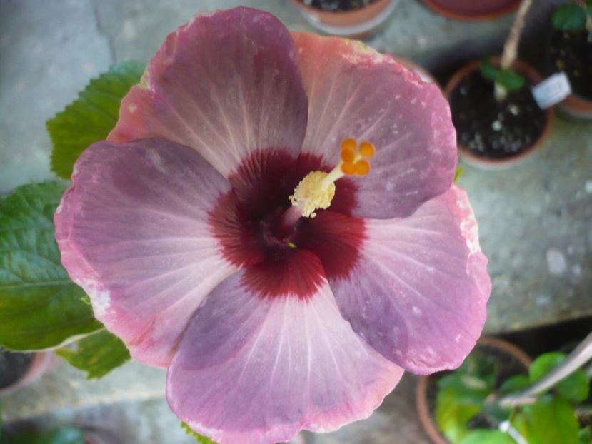 P1330146 - HIBISCUSI 2017-2