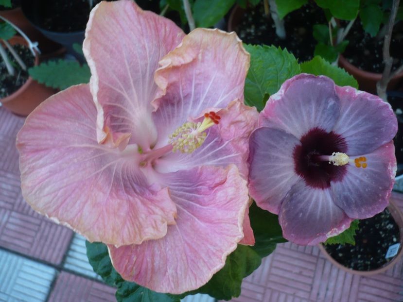 P1330151 - HIBISCUSI 2017-2