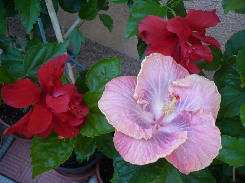 P1330152 - HIBISCUSI 2017-2