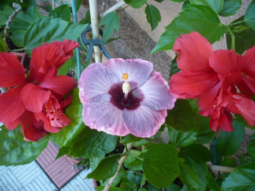 P1330155 - HIBISCUSI 2017-2