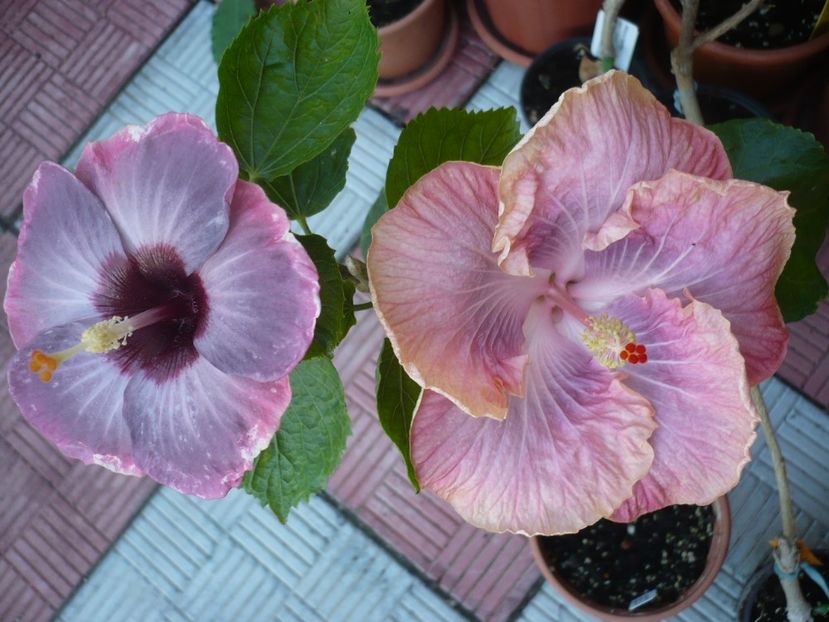 P1330157 - HIBISCUSI 2017-2