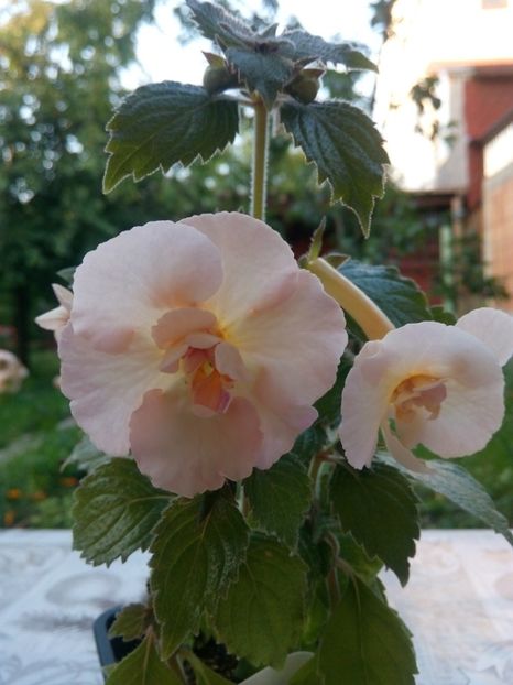 Yellow English Rose - Achimenes 2017