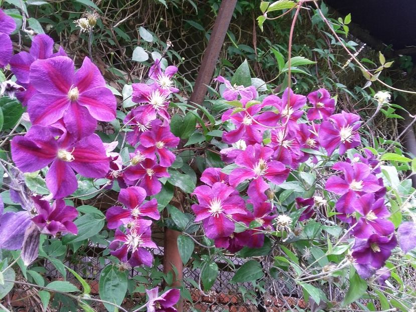  - Clematisii mei