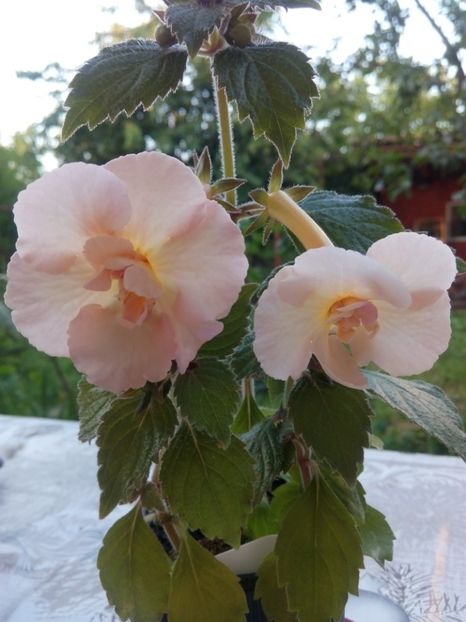 Yellow English Rose - Achimenes 2017