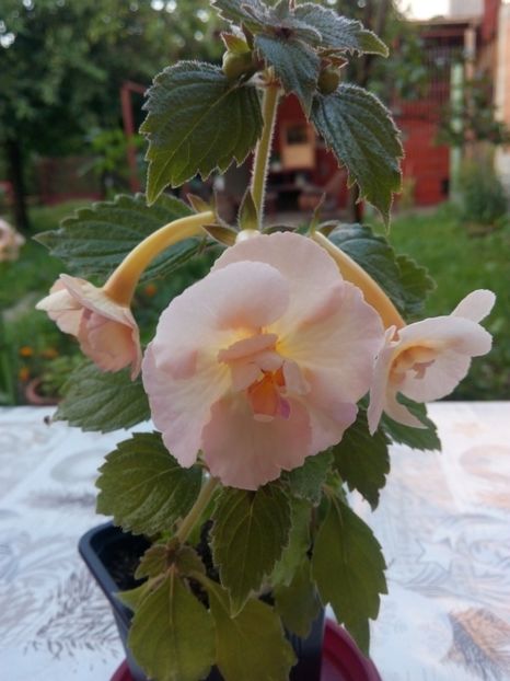 Yellow English Rose - Achimenes 2017