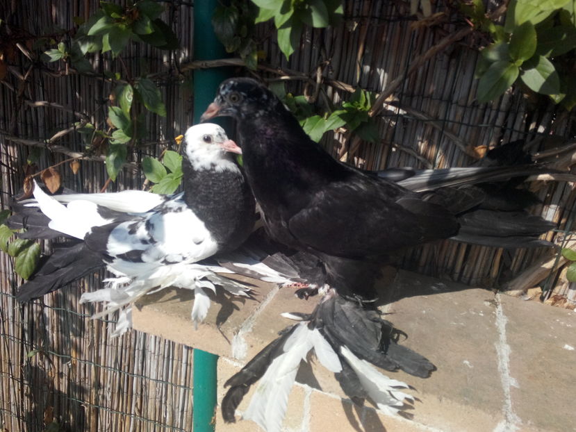 incaltati - 2017_Pui