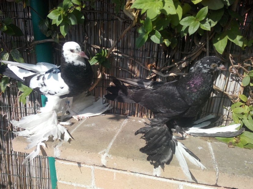 incaltati - 2017_Pui