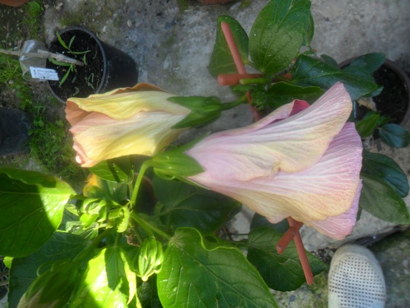  - hibiscusi 2017-2