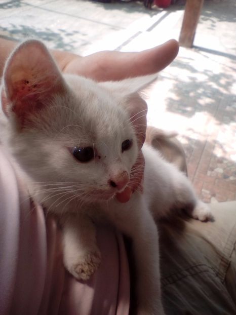  - A---Achizitii 2017