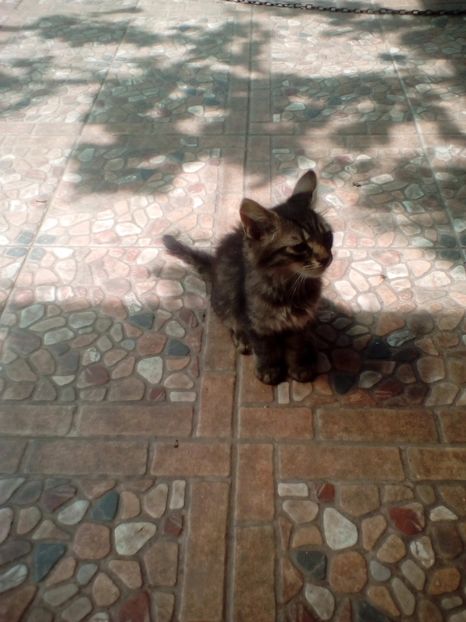  - A---Achizitii 2017