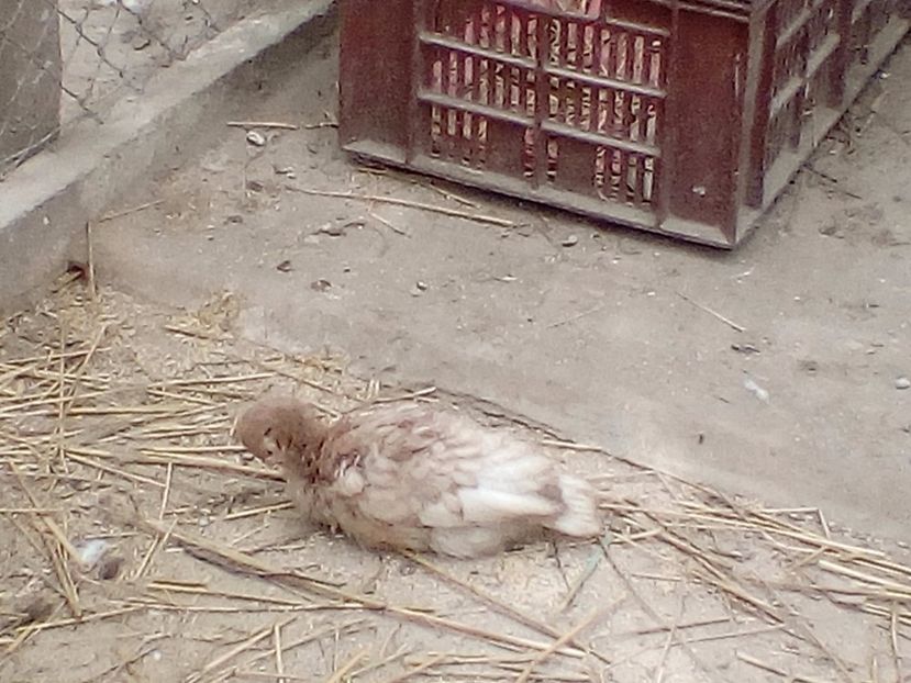 1498293859160-1716618350 - Curci 2017