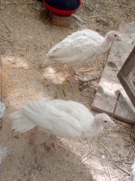 Din primii 3 cumparati - Curci 2017