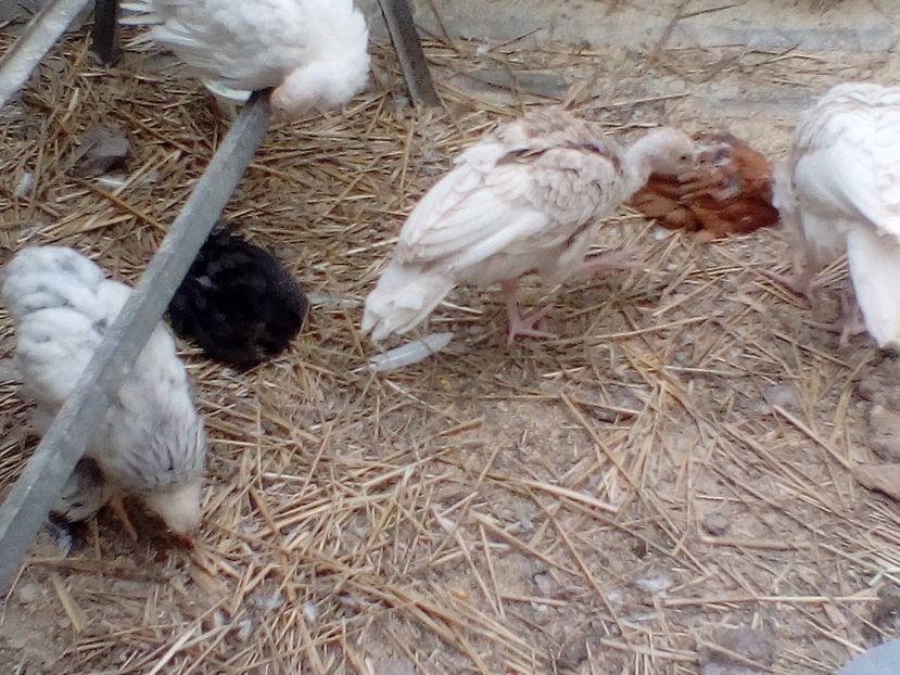 Singurul ieșit din primele 15  oua.. - Curci 2017