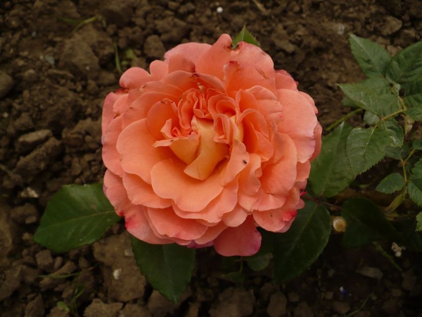 P1260351 - Augusta Louise - primul an