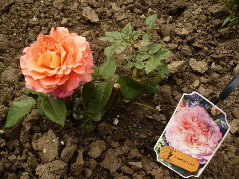 P1260352 - Augusta Louise - primul an