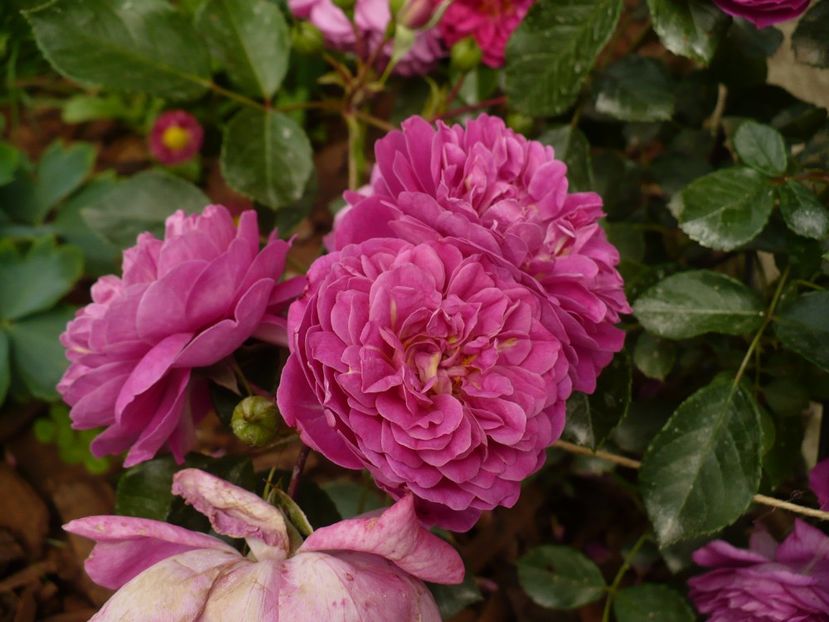 P1260379 - Starlet Melina