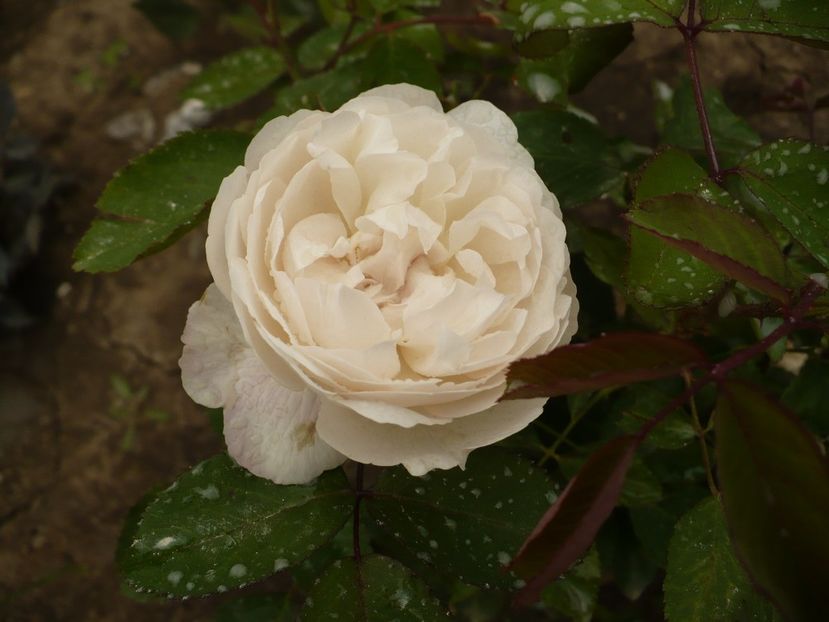 P1260344 - Glamis Castle