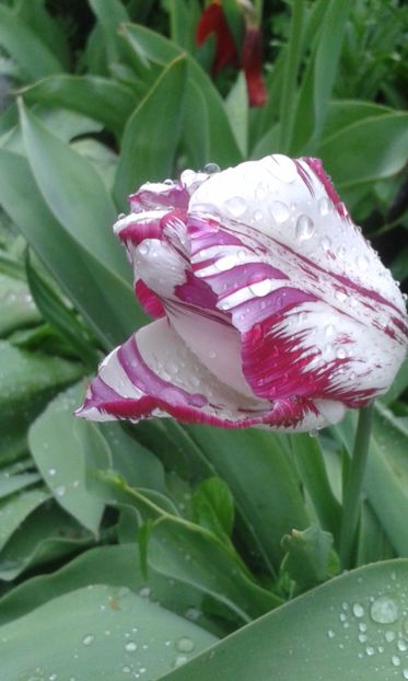  - A Flori in curte 2017