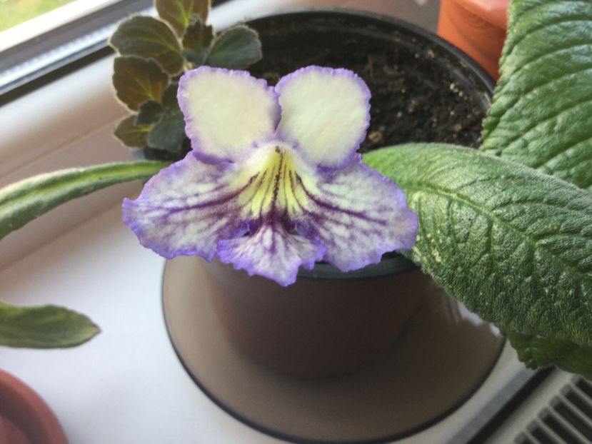 Seren - Streptocarpusi 2017