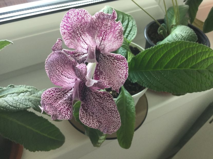 Hototogis - Streptocarpusi 2017