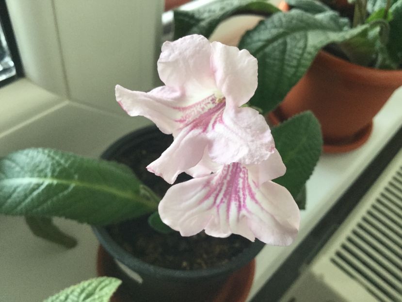 7086 - Streptocarpusi 2017