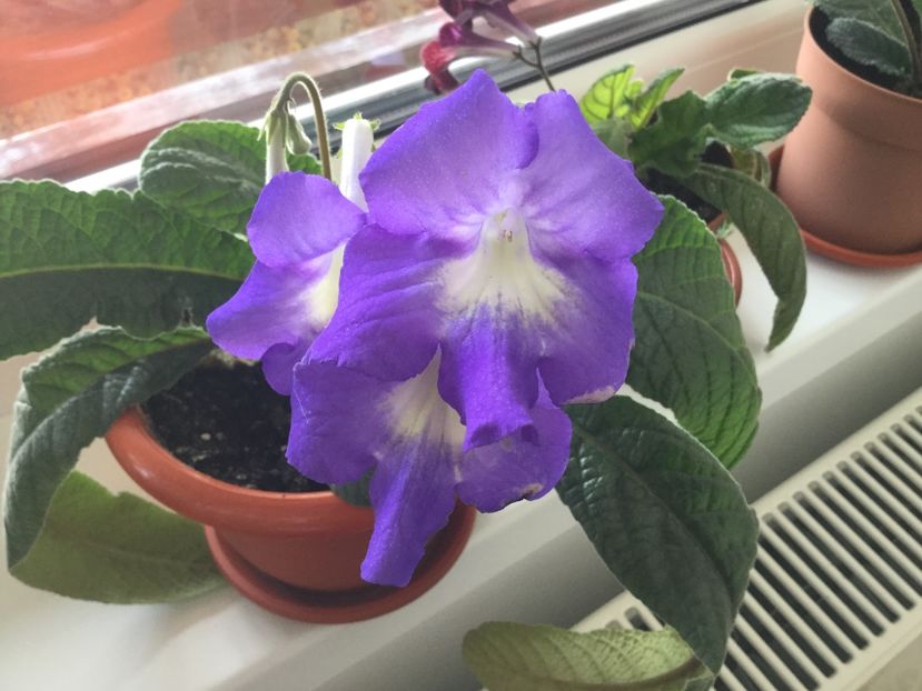 Albastru - Streptocarpusi 2017