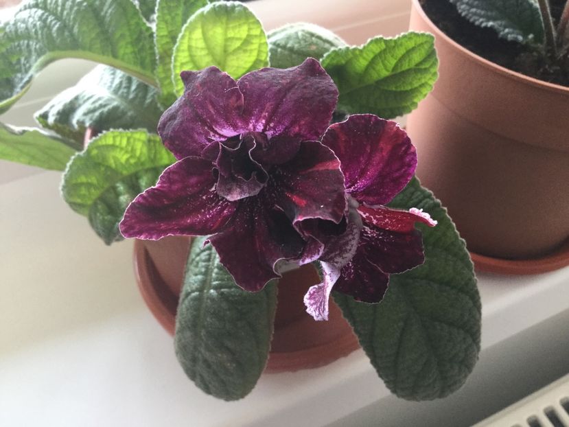 DS 950 - Streptocarpusi 2017