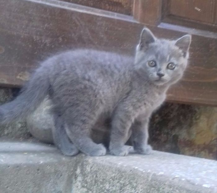 British Shorthair - Pisici British Shortair