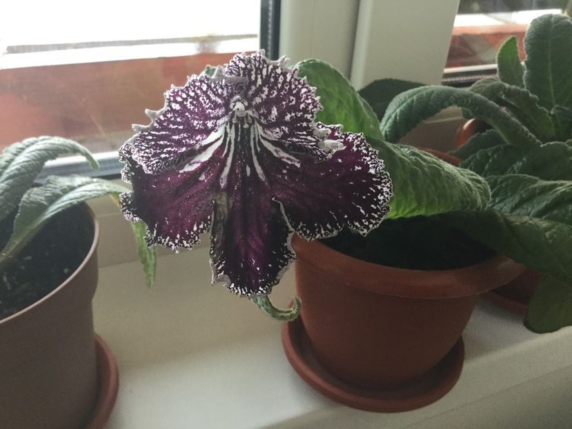 UA Djoker - Streptocarpusi 2017