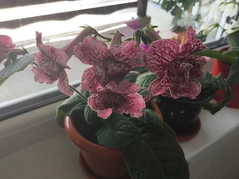 DS Hawaian Party - Streptocarpusi 2017