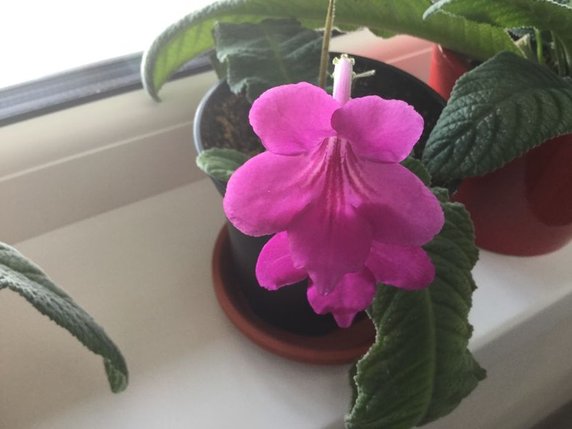  - Streptocarpusi 2017