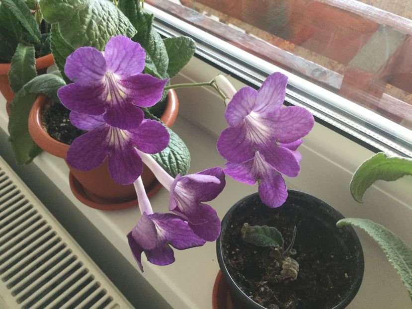  - Streptocarpusi 2017