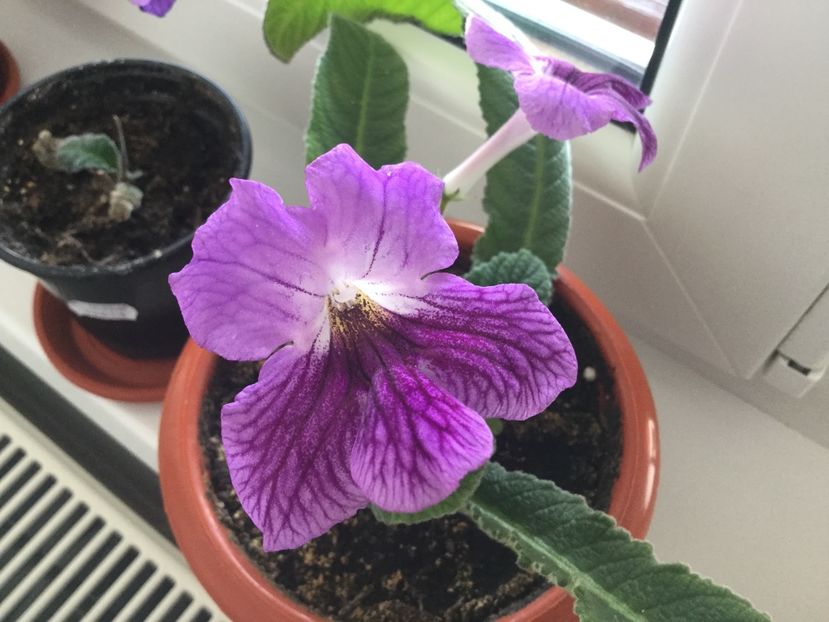  - Streptocarpusi 2017