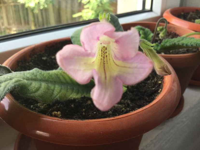 CF Nefertiti - Streptocarpusi 2017