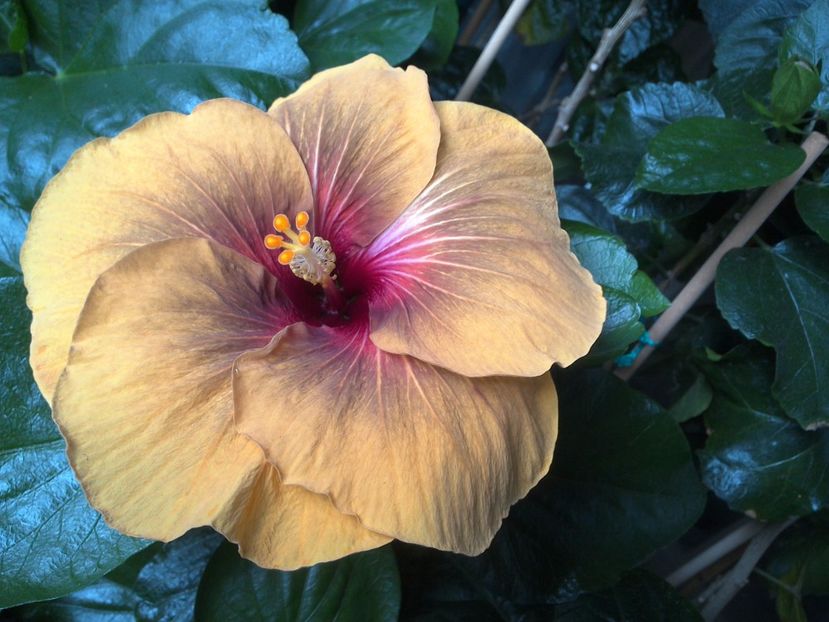 WIN_20170624_111006 - 03Hibiscus