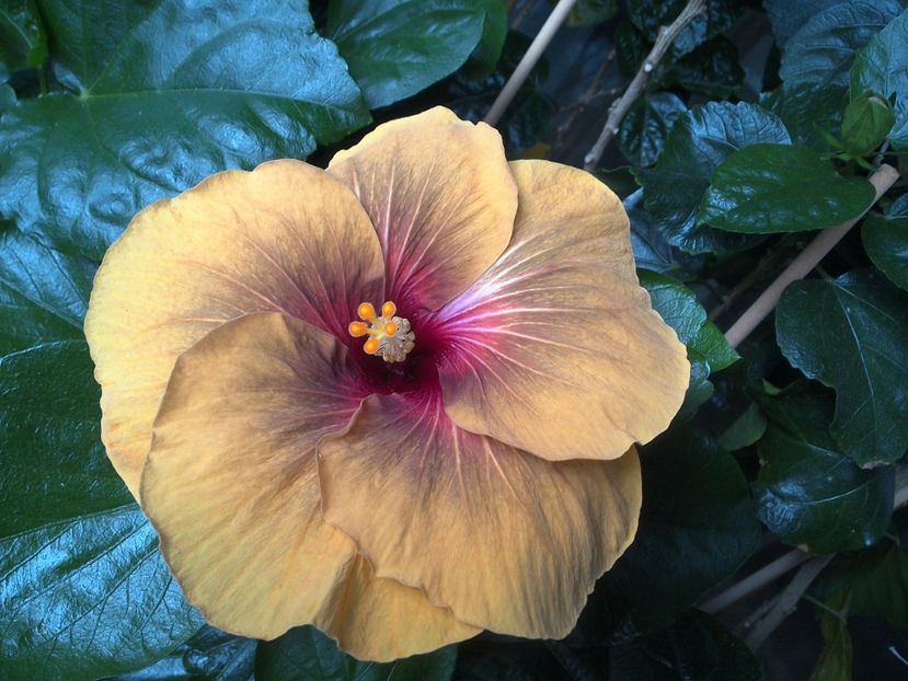 WIN_20170624_111026 - 03Hibiscus
