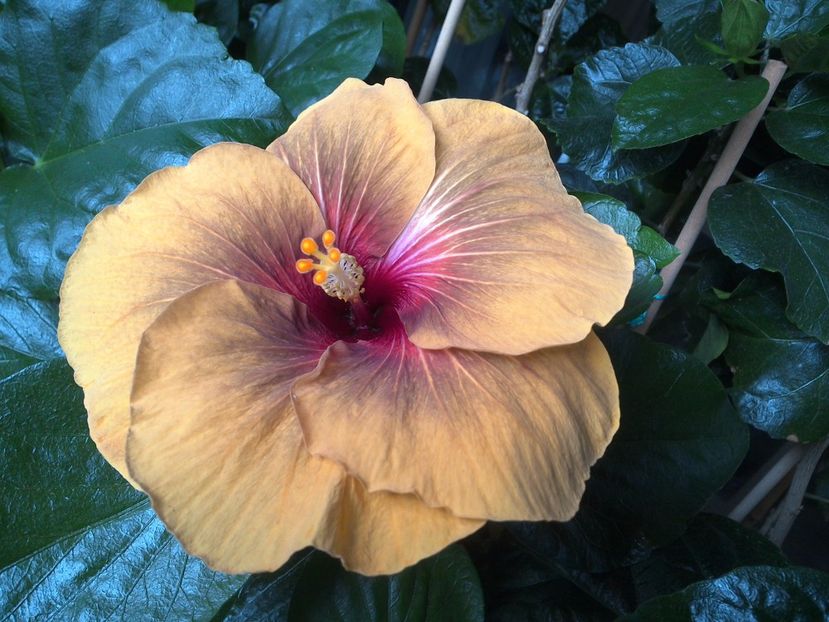 WIN_20170624_111036 - 03Hibiscus
